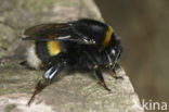 Buff-tailed bumblebee (Bombus terrestris)