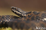 Common Viper (Vipera berus)