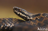 Common Viper (Vipera berus)