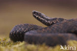 Common Viper (Vipera berus)