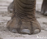 African elephant (Loxodonta africana) 