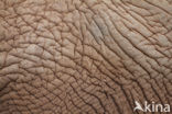 Afrikaanse olifant (Loxodonta africana) 