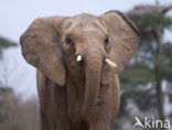 African elephant (Loxodonta africana) 