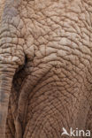 Afrikaanse olifant (Loxodonta africana) 
