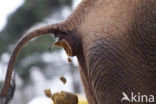 African elephant (Loxodonta africana) 