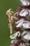 Angle Shades (Phlogophora meticulosa)