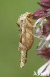 Angle Shades (Phlogophora meticulosa)