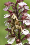 Agaatvlinder (Phlogophora meticulosa)