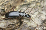 Agonum livens