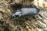 Agonum moestum