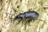 Agonum moestum