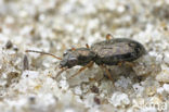 Asaphidion flavipes