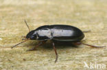 Amara familiaris