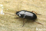 Amara familiaris