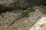 Algerian sand lizard (Psammodromus algirus)