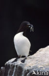 Razorbill (Alca torda)