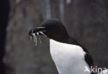 Razorbill (Alca torda)