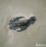 Razorbill (Alca torda)