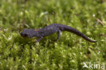 Alpine Newt (Ichthyosaura alpestris)