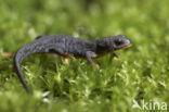 Alpine Newt (Ichthyosaura alpestris)