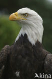 American bald eagle (Haliaeetus leucocephalus)