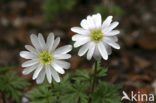 Anemoon (Anemone )