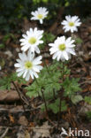 Anemoon (Anemone )