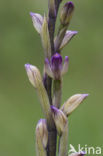 Trabut’s Limodore (Limodorum trabutianum)