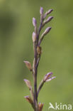 Trabut’s Limodore (Limodorum trabutianum)