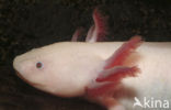 Axolotl (Ambystoma mexicanum) 