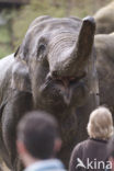 Asian elephant (Elephas maximus) 