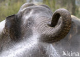 Asian elephant (Elephas maximus) 