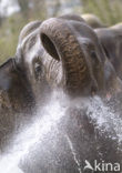 Asian elephant (Elephas maximus) 