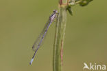 Azuurwaterjuffer (Coenagrion puella)