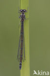 Azure Damselfly (Coenagrion puella)