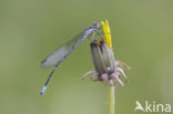 Azure Damselfly (Coenagrion puella)