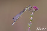 Azuurwaterjuffer (Coenagrion puella)