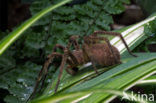 Brazilian wandering spider (Phoneutria fera)