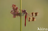 Bandheidelibel (Sympetrum pedemontanum) 