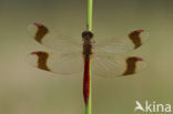 Bandheidelibel (Sympetrum pedemontanum) 