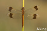 Bandheidelibel (Sympetrum pedemontanum) 