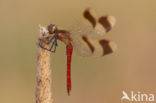 Bandheidelibel (Sympetrum pedemontanum) 