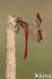 Bandheidelibel (Sympetrum pedemontanum) 