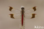 Bandheidelibel (Sympetrum pedemontanum) 