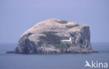 Bass rock