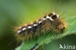 browntail moth (Euproctis chrysorrhoea)