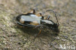 Bembidion tetragrammum