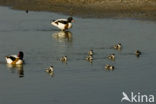 Shelduck (Tadorna tadorna)