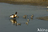 Shelduck (Tadorna tadorna)