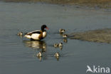 Shelduck (Tadorna tadorna)